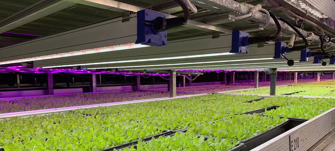 Astrica LED plant grow loghts in use
