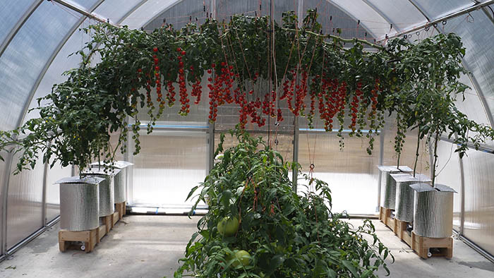 august 18 riga xl tomato crop