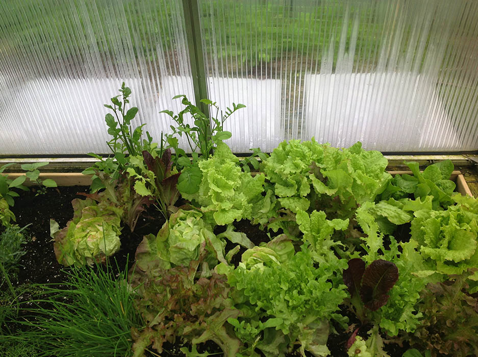 roga greenhouse