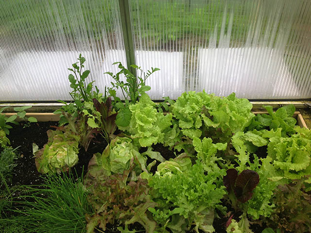 riga greenhouse 