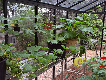 3 customer installation victorian greenhouse vi34