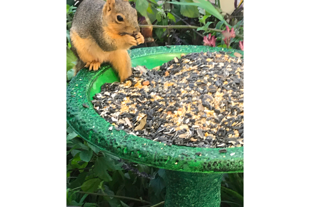 standard bird bath