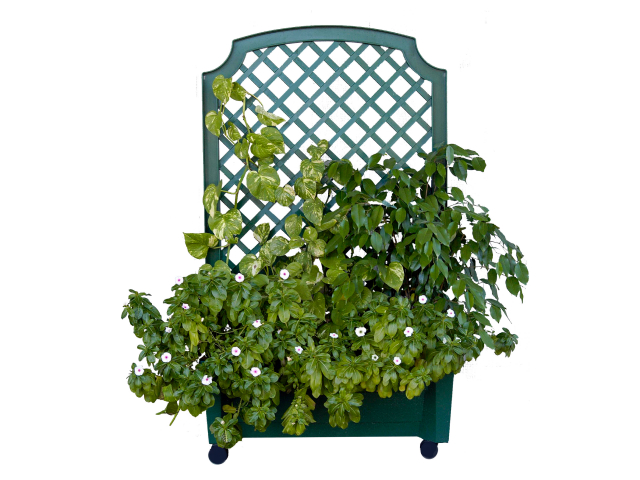 calypso planter