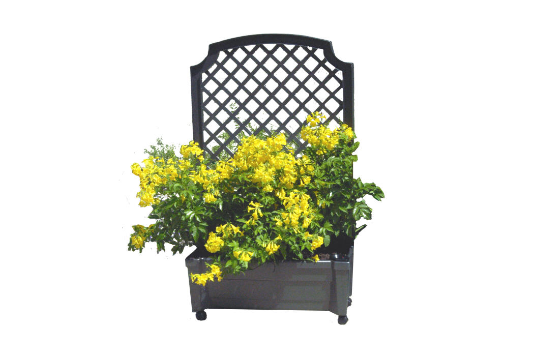 calypso planter