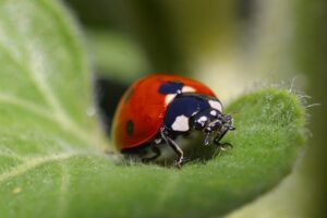 ladybug