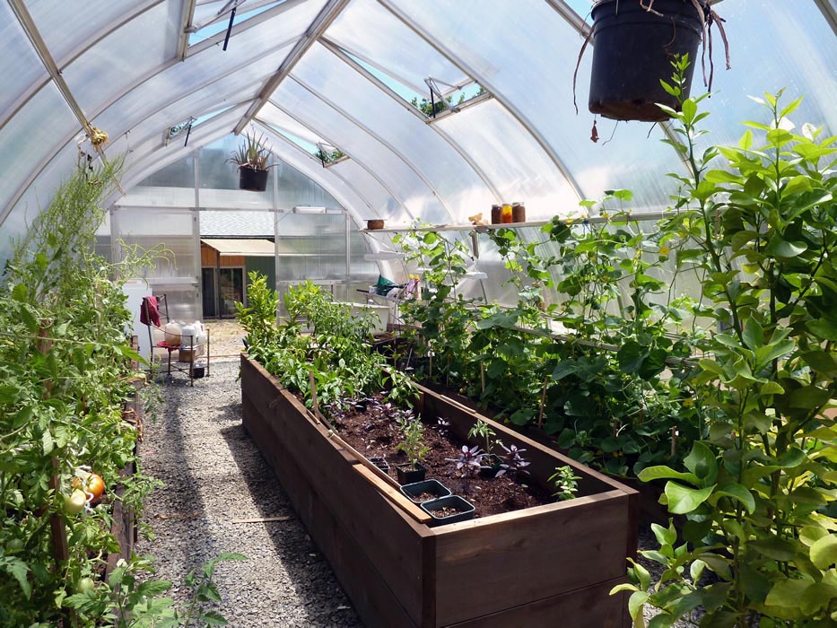 What to Know Before Buying a Greenhouse: 5 Must-Consider Essentials