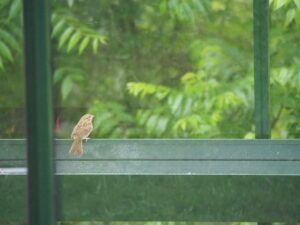 bird in greenhouse