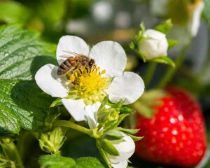 growing strawberries in greenhouse