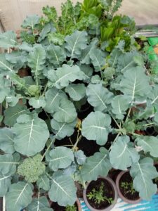 greenhouse vegetables