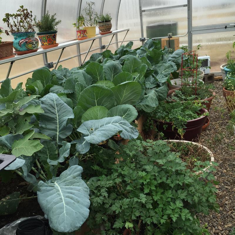 fall crops